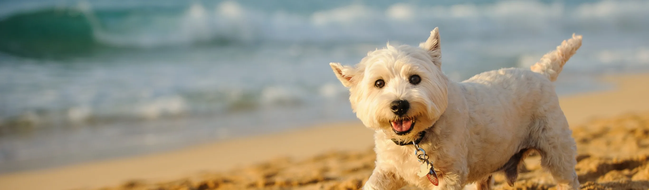 Terrier on beach